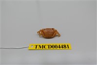 藏品(絨毛近方蟹)的圖片